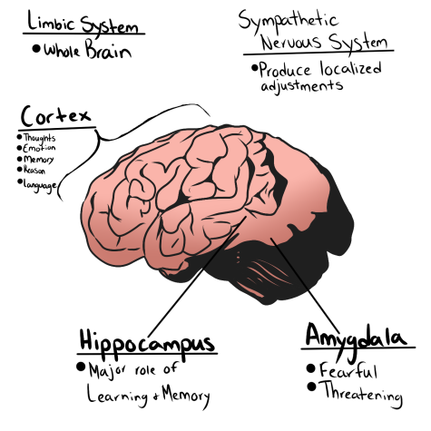 Brain diagram labeling the parts in the brain affected by trauma. 