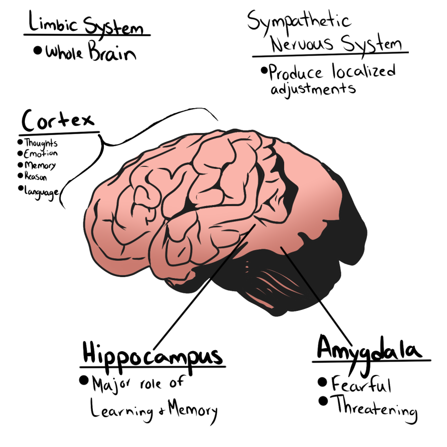 Trauma Brain Diagram